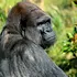 Gorilele au inventat un sunet unic pentru a atrage atenția îngrijitorilor