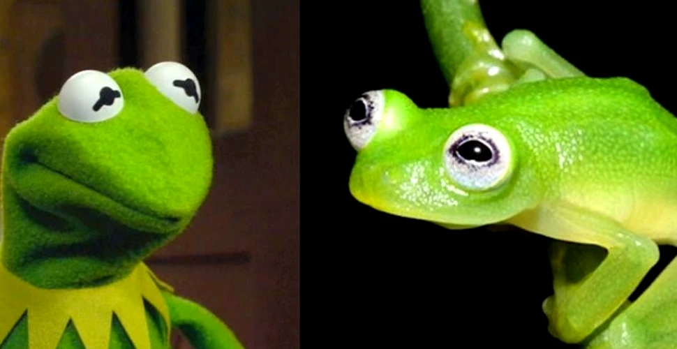 Cercetătorii au descoperit că personajul Kermit din „Muppets” există în realitate. Noua specie găsită în Costa Rica – VIDEO