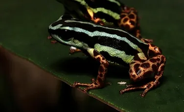 „O bijuterie ascunsă a Amazonului”: Cercetătorii au descoperit o specie adorabilă de broască