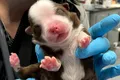O cățelușă născută cu 6 picioare și 2 codițe, numită un „miracol” de medicii veterinari