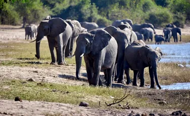Declinul populațiilor de animale sălbatice, aproape de un punct fără întoarcere