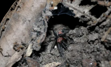 Tarantulele sunt de neoprit, chiar și atunci când își pierd din picioare