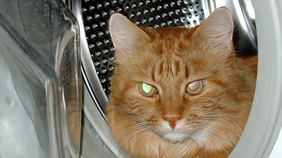 Adevărul despre cel mai mare mit al pisicilor. De unde vin cele nouă vieţi ale lor?