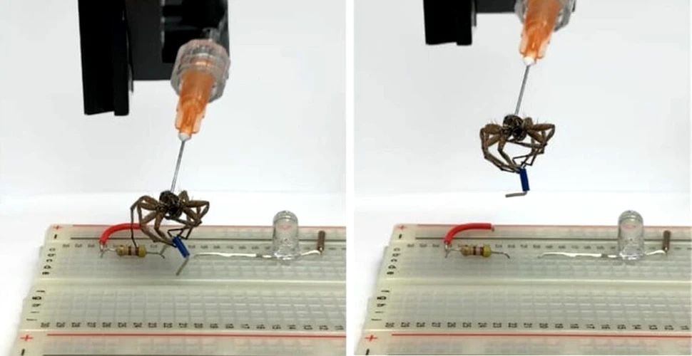Păianjenul necro-robot creat de cercetători pare scos din filmele de groază