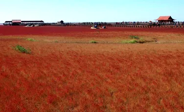 „Plaja roşie” – destinaţia care le oferă vizitatorilor o privelişte de neuitat – VIDEO