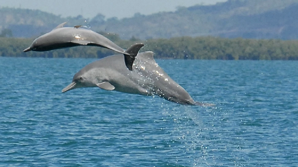 Eveniment rar în lumea mamiferelor: a fost descoperită o specie nouă de delfin cu cocoaşă!