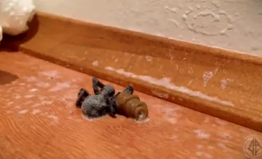 Ce iese din trupul acestui păianjen după ce este omorât? Imagini şocante (VIDEO)