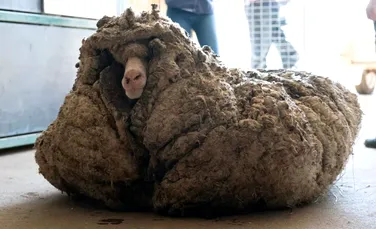 Baarack, berbecul merinos acoperit de 35 de kilograme de lână