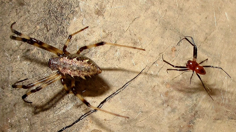 Penisul detaşabil: salvarea păianjenilor masculi