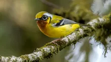 Inteligența Artificială dezvăluie că schimbările climatice ar fi putut alimenta explozii de evoluție la păsări
