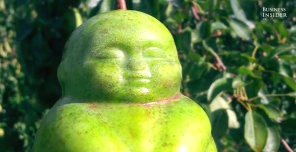 Vrei să creşti pepeni în formă de inimă sau pere care îl imită pe Buddha. Acest dispozitiv te poate ajua- VIDEO