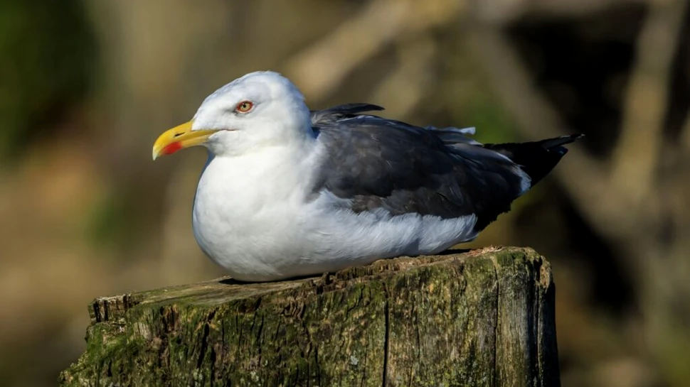 Iată cum păsările răspândesc fără să vrea poluarea cu plastic!