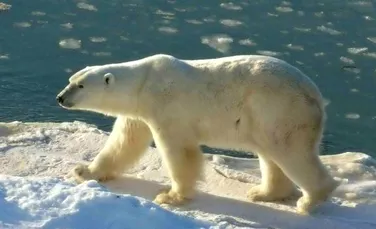 Ursii polari sunt vizati de o strategie a Moscovei