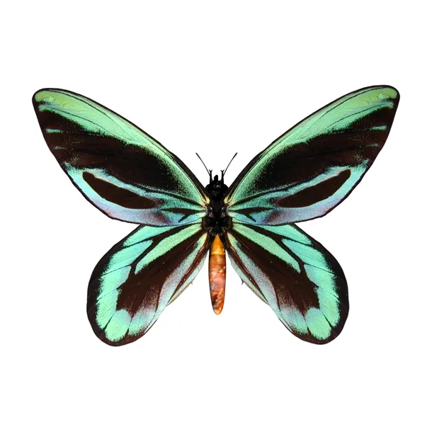 Fluturele reginei Alexandra