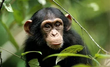 Cimpanzeii sunt melomani innascuti
