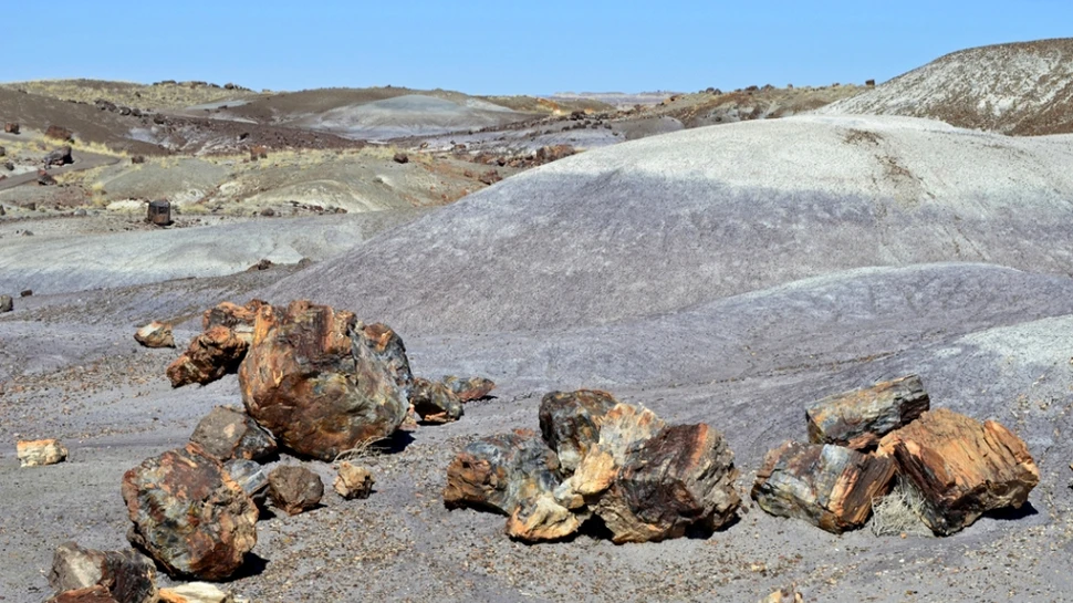 Animalele au apărut destul de târziu pe Pământ, din cauza nivelul foarte scăzut de oxigen