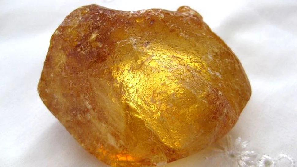 Chihlimbarul – o fereastra spre evolutia plantelor