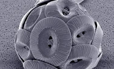Aceste organisme sunt mai mici decât praful, dar esențiale pentru clima Pământului