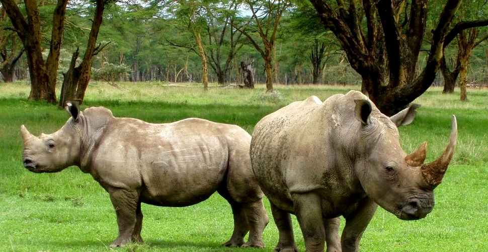10 lucruri fascinante pe care trebuie să le ştii despre rinoceri