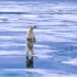 Un meteorolog aduce vești triste despre urșii polari din Arctica