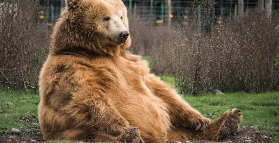 Urșii din România vor fi numărați prin probe ADN
