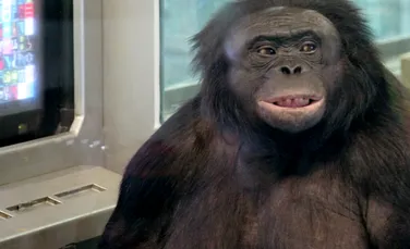 Experiment: Bonobo, capabil de „jocuri imaginare”