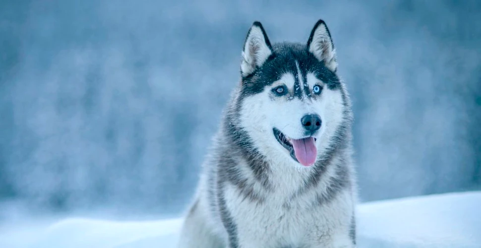 Primele legături comerciale pe distanțe lungi au dus la apariția câinilor siberieni