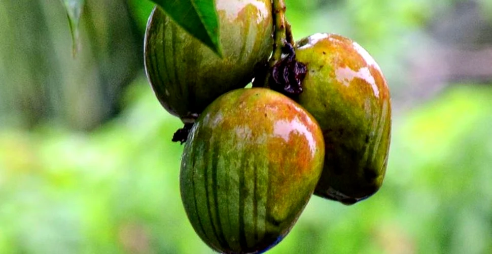 Cu ce sumă IMENSĂ s-a vândut un fruct de mango în Japonia şi de ce este acesta special