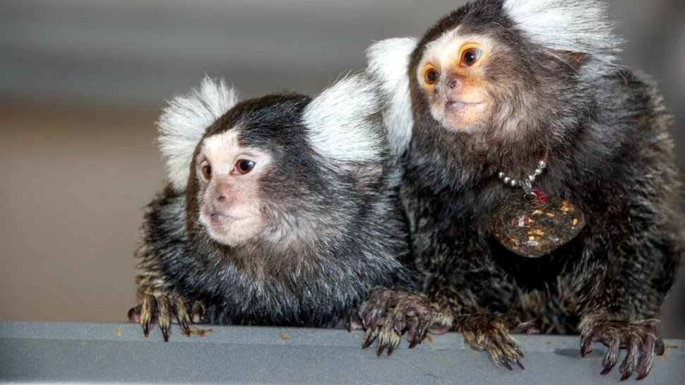 Cum comunică maimuțele? Se pare că își spun pe nume!