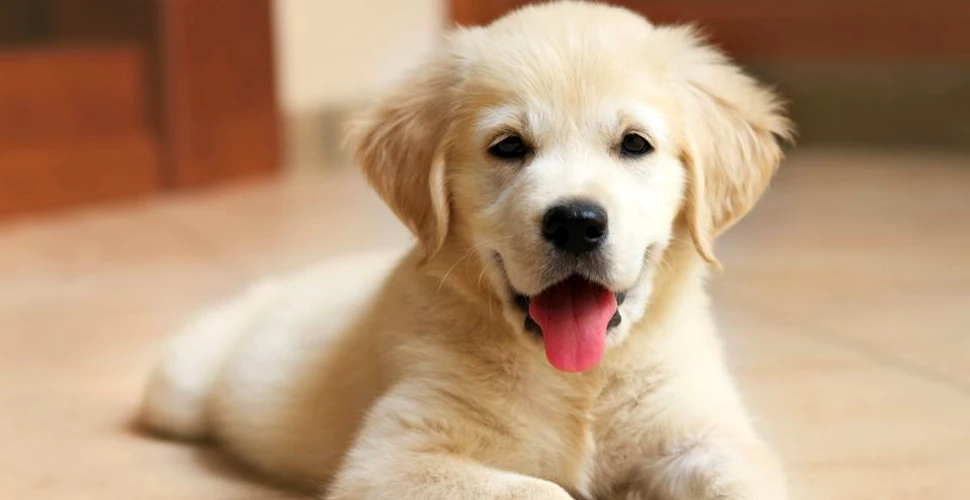 Conform unui studiu recent, oamenii au mai multă empatie pentru câini decât pentru alţi oameni