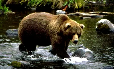 Un singur urs brun mai supravietuieste in Elvetia