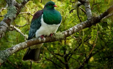 „Cea mai beată pasăre” din Noua Zeelandă este o specie de porumbel durduliu