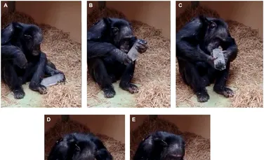 Dragostea cimpanzeilor pentru cristale ne-ar putea ajuta să înțelegem fascinația propriilor noștri strămoși pentru aceste pietre