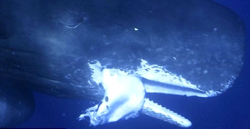 A fost fotografiat ucigasul de calmari gigantici