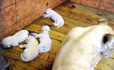 Patru pui de leu alb s-au născut la Belgrad! (VIDEO)