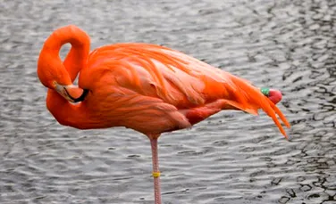 De ce sta pasarea flamingo intr-un picior ?
