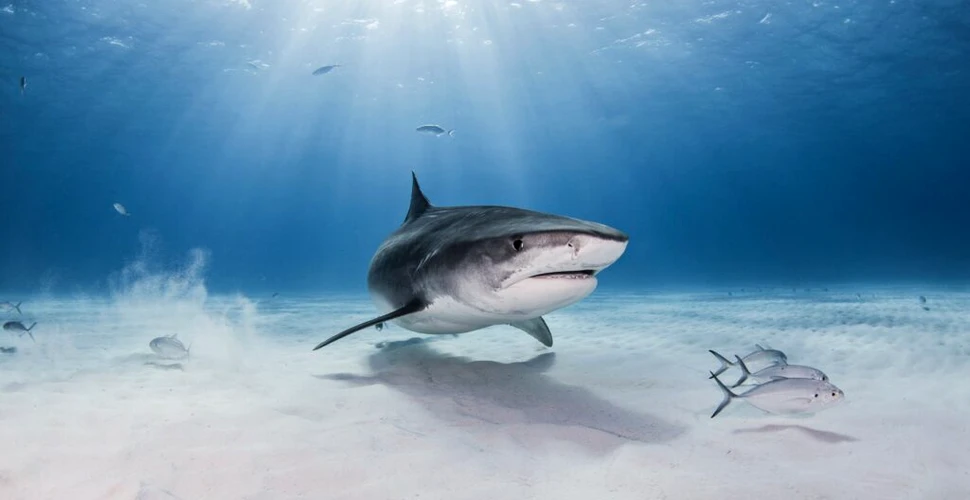 „Cea mai mare pădure de ierburi marine din lume”, descoperită cu ajutorul rechinilor