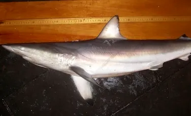 Momentul în care un rechin sare peste un surfer a fost surprins de un jurnalist (VIDEO)