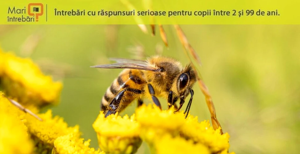 De ce mor albinele atunci când ne înțeapă, dar viespile nu?