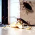 Cum s-au răspândit gândacii „de bucătărie” în toată lumea?
