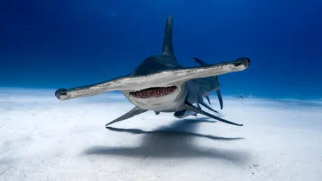Semnal de alarmă după ce oamenii de știință au secvențiat genomurile rechinilor în pericol de dispariție
