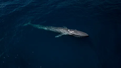 Test de cultură generală. Care animal are mai multe oase decât o balenă albastră?