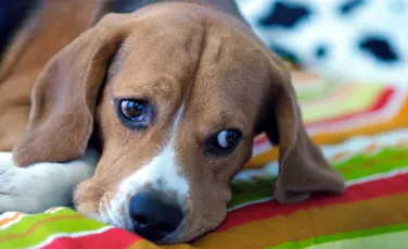 Un studiu recent sugerează că și câinii suferă atunci când pierd un prieten patruped