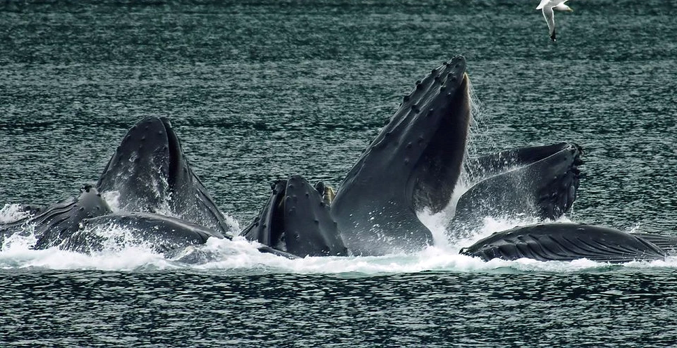 Peste 300 de balene au fost ucise în Oceanul Antarctic în ”scop ştiinţific”