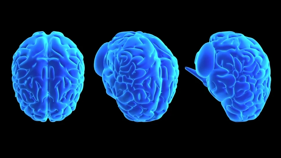 Unui şobolan i-a fost implantat cu succes un cerebel artificial