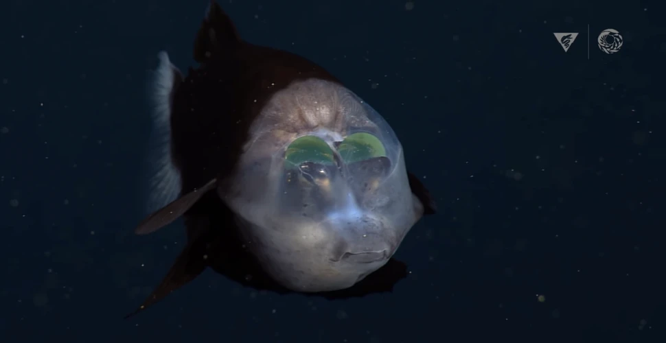 Noi imagini surprinse cu peștele cu cap transparent în adâncurile oceanului
