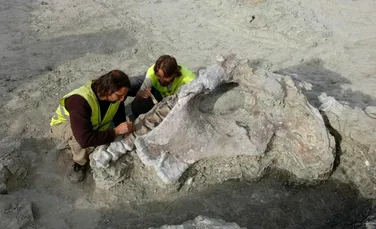 O nouă specie de dinozaur din Cretacic, descoperită în Spania