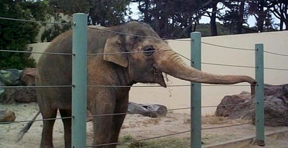 Elefantii mor mai repede in Gradinile Zoo