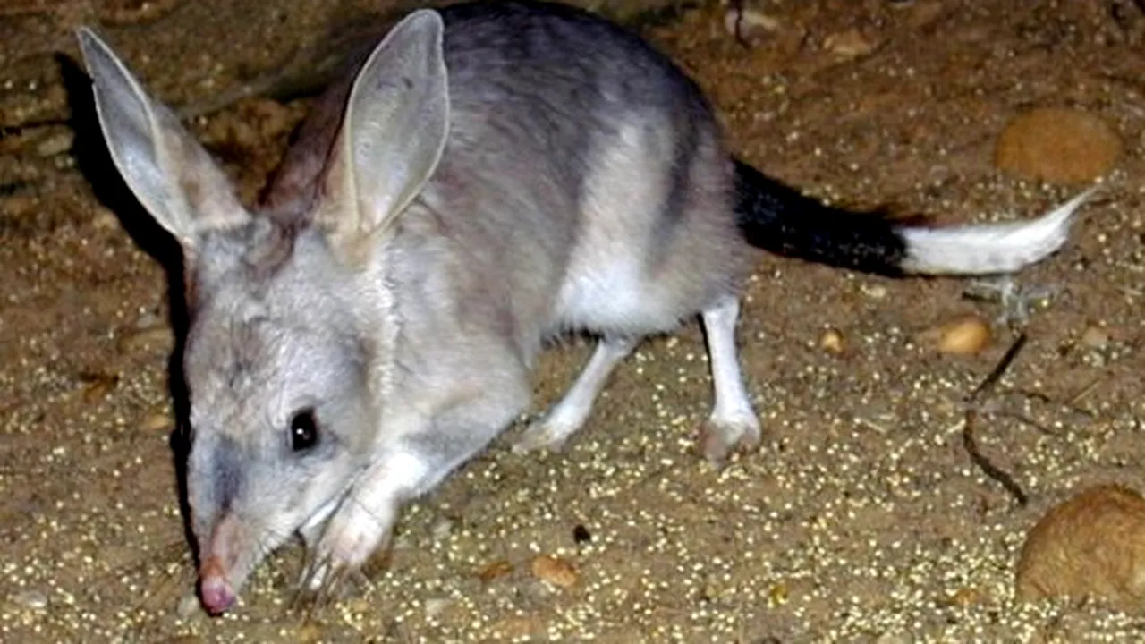 1-bilby-mare 