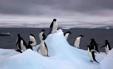 150.000 de pinguini au murit după ce un iceberg gigant i-a lăsat izolaţi. ”Dacă nu se clinteşte, în 20 de ani colonia va dispărea.”